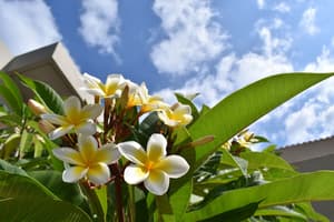 thumbnail: Garden