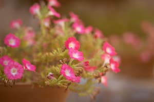 thumbnail: Garden