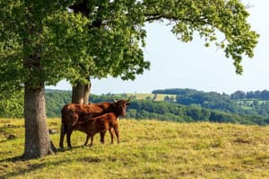 thumbnail: General view