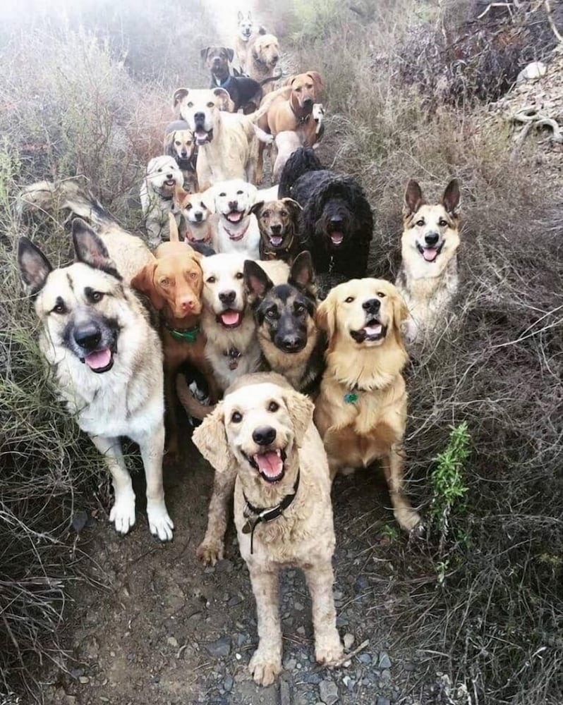 Pet-friendly