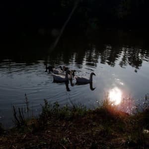 thumbnail: Property grounds