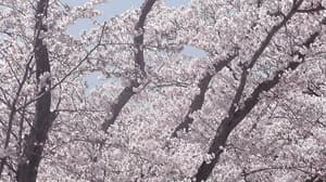 thumbnail: Garden