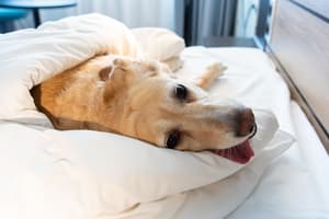 thumbnail: Pet-friendly