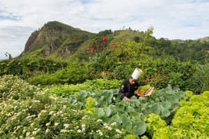thumbnail: Garden