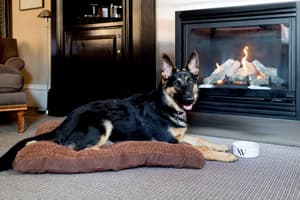 thumbnail: Pet-friendly