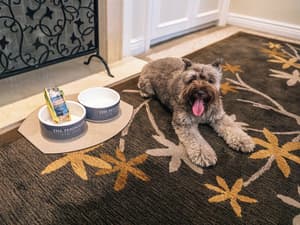 thumbnail: Pet-friendly
