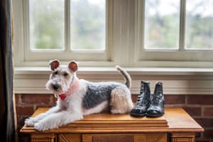 thumbnail: Pet-friendly