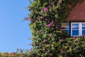 thumbnail: Terrace/patio