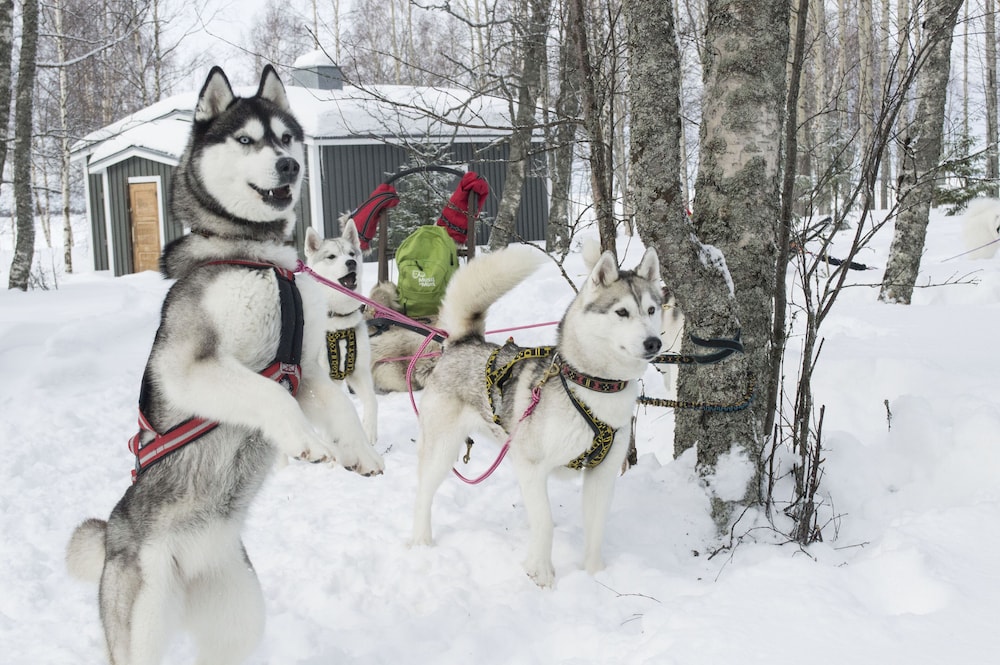 Snowshoeing