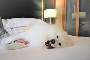 thumbnail: Pet-friendly