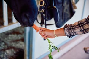 thumbnail: Horseback riding