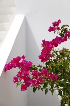 thumbnail: Garden