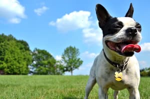 thumbnail: Pet-friendly