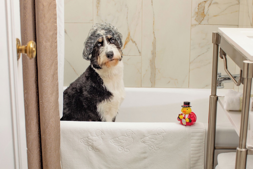 Pet-friendly