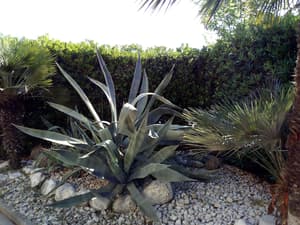 thumbnail: Garden