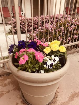 thumbnail: Garden