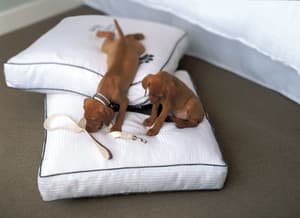 thumbnail: Pet-friendly