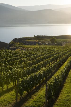 thumbnail: Vineyard