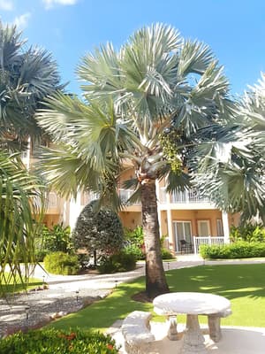 thumbnail: Garden