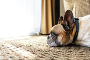 thumbnail: Pet-friendly
