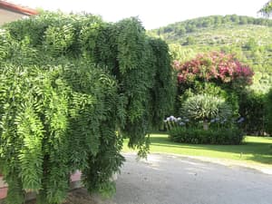 thumbnail: Garden