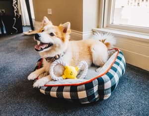 thumbnail: Pet-friendly