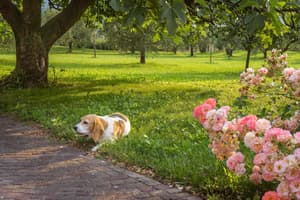 thumbnail: Garden
