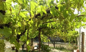 thumbnail: Terrace/patio