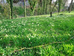 thumbnail: Garden view