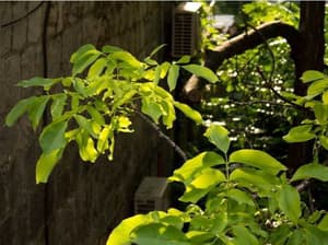 thumbnail: General view