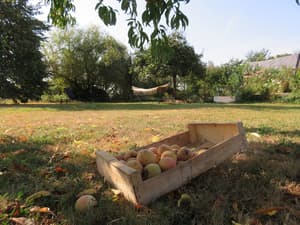 thumbnail: Garden