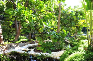 thumbnail: Garden