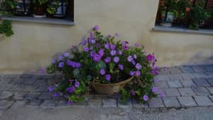 thumbnail: General view