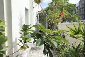 thumbnail: Garden