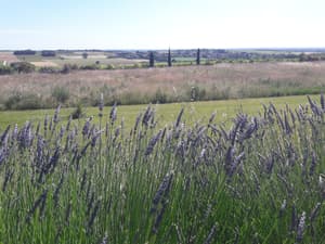 thumbnail: Land view from property