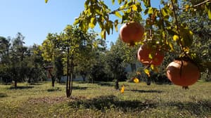 thumbnail: Property grounds