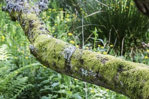 thumbnail: Garden
