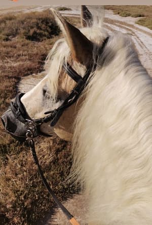 thumbnail: Horseback riding