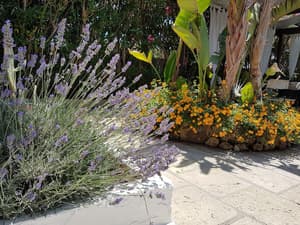 thumbnail: Garden