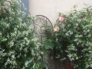 thumbnail: Garden