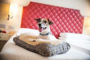 thumbnail: Pet-friendly