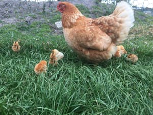 thumbnail: Garden