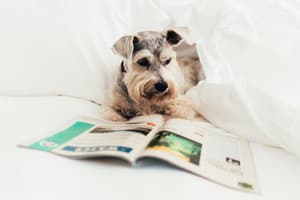 thumbnail: Pet-friendly