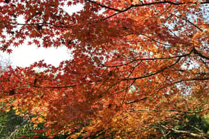 thumbnail: Garden