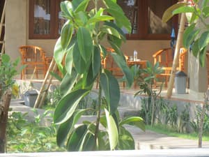 thumbnail: Terrace/patio