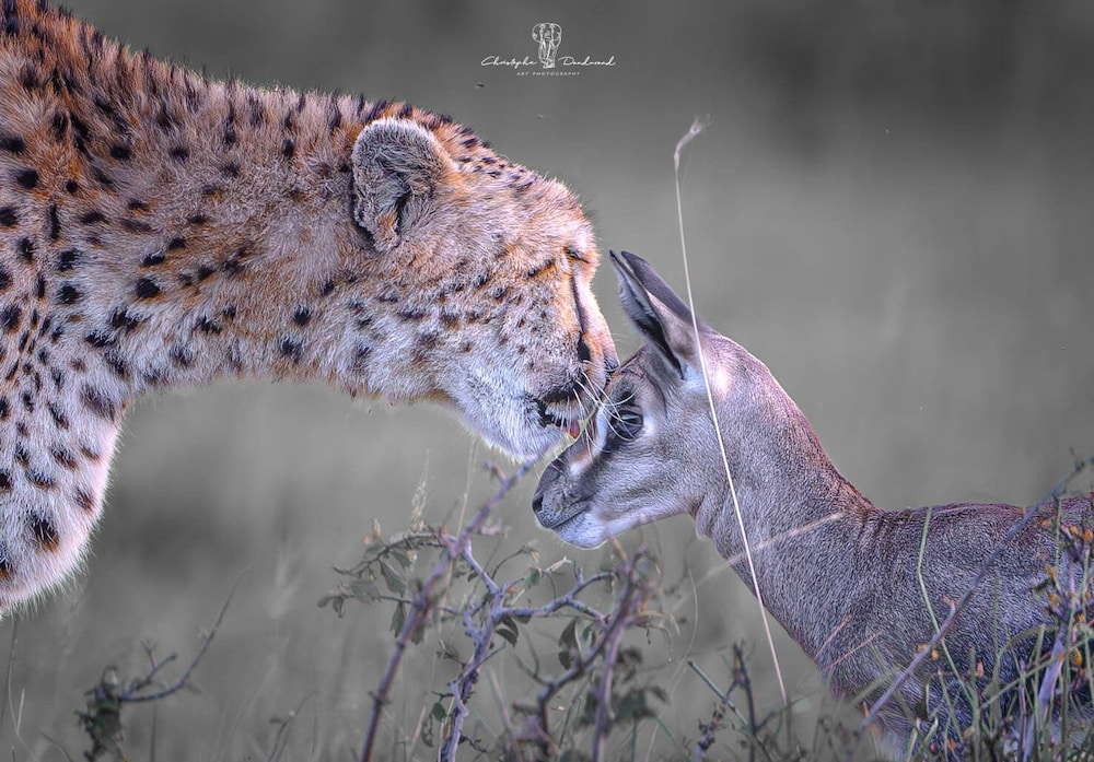 Game drive