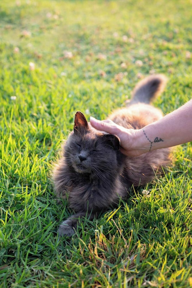 Pet-friendly
