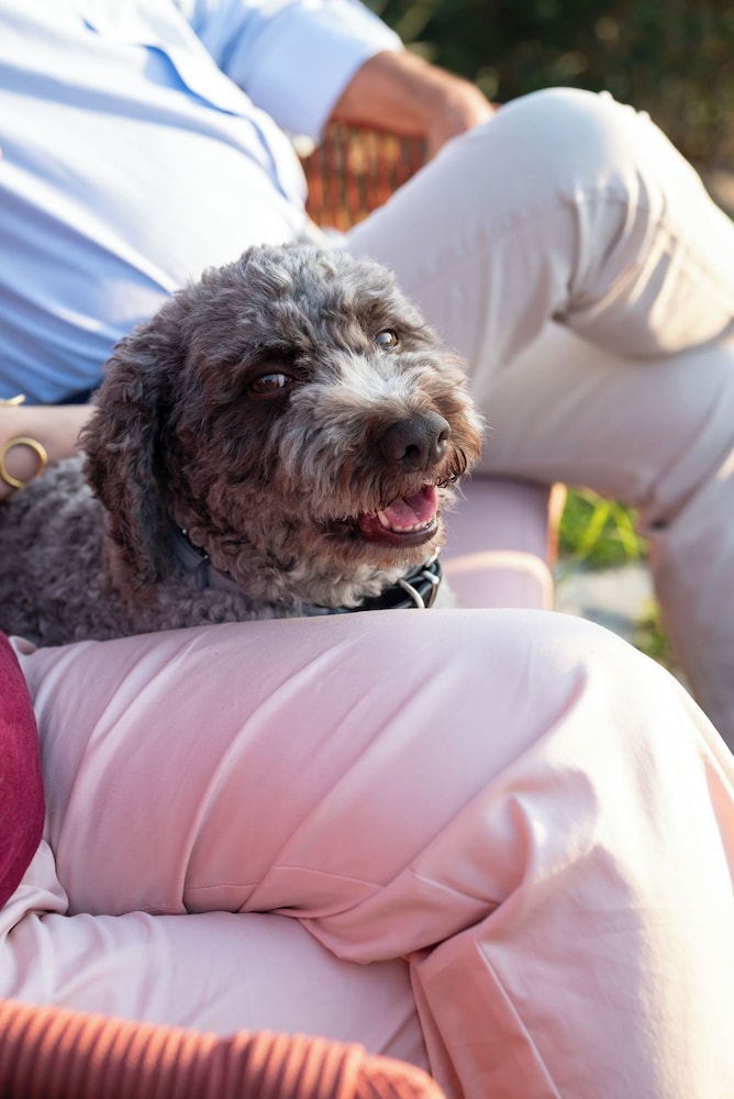 Pet-friendly