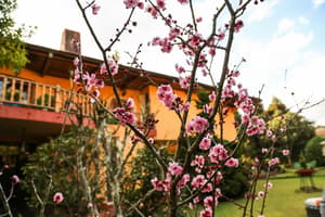 thumbnail: Garden view