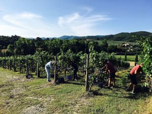 thumbnail: Vineyard